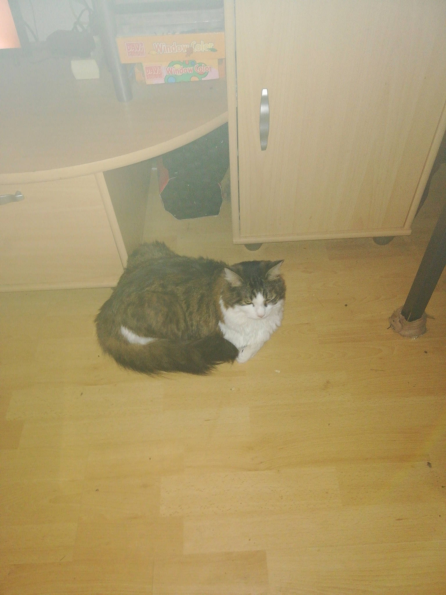 Zeus a rejoint le concours — aidez-le/la à gagner de superbes lots ! cat, domestic_short_haired_cat, european_shorthair, felidae, floor, flooring, hardwood, laminate_flooring, room, small_to_medium_sized_cats, tail, tile, whiskers, wood, wood_flooring