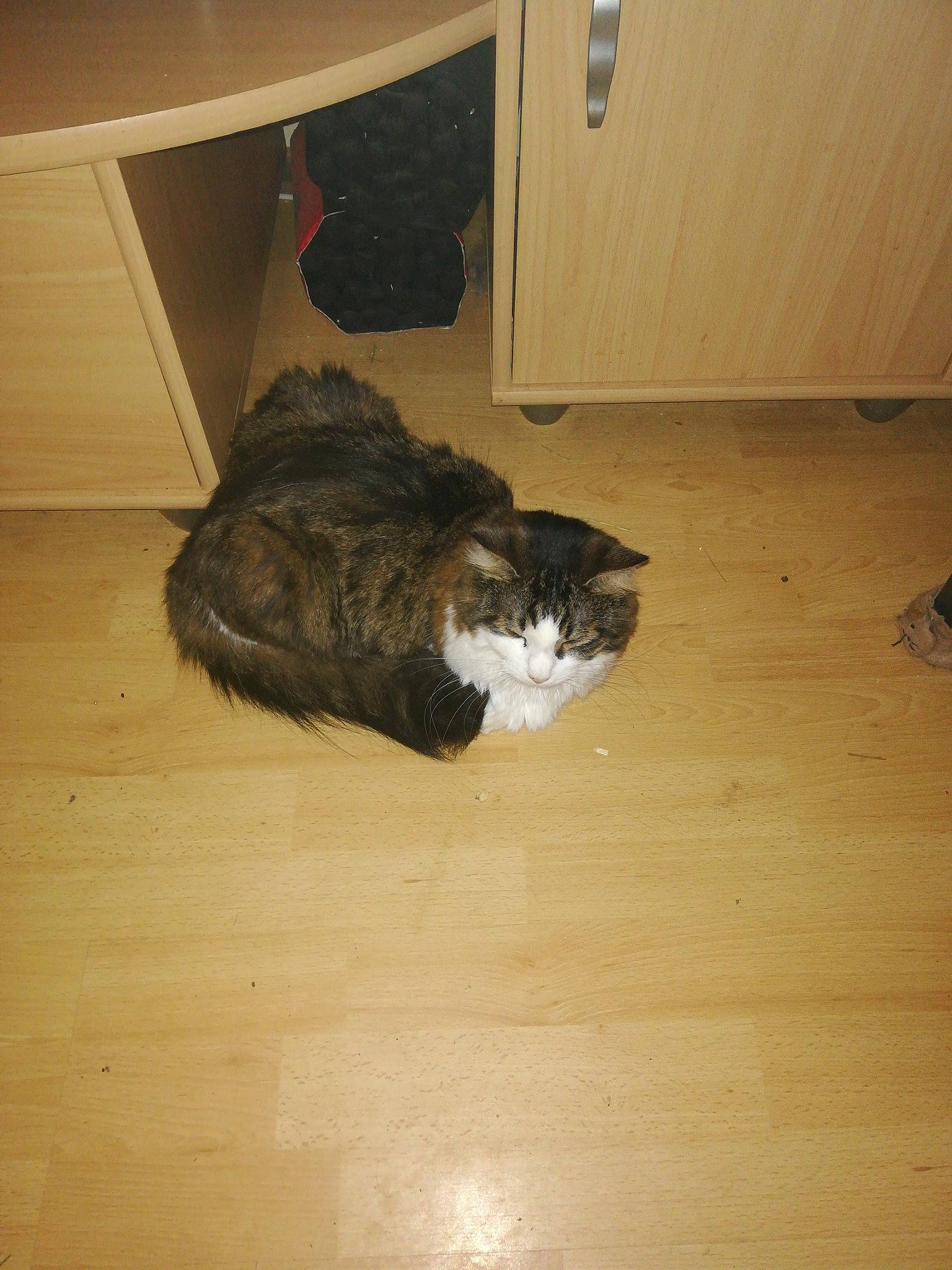 Zeus a rejoint le concours — aidez-le/la à gagner de superbes lots ! carnivore, cat, domestic_long_haired_cat, domestic_short_haired_cat, european_shorthair, felidae, floor, flooring, fur, hardwood, norwegian_forest_cat, small_to_medium_sized_cats, tail, whiskers, wood