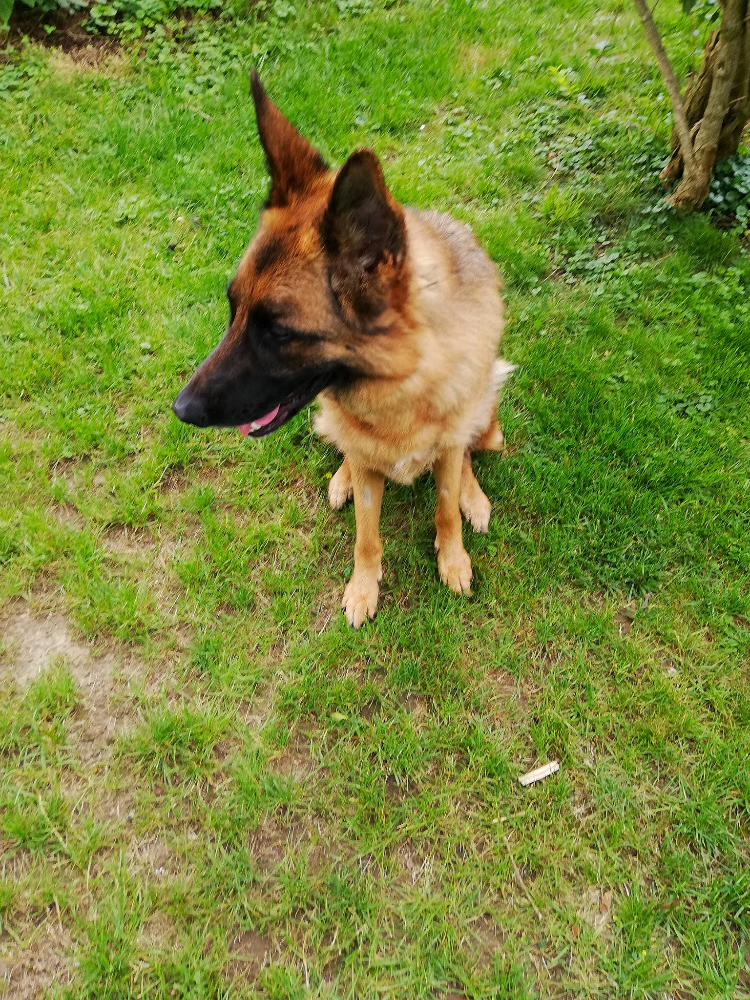 Nina participe au concours pour gagner de l'argent avec cette photo : belgian_shepherd, belgian_shepherd_malinois, canidae, carnivore, dog, dog_breed, fawn, german_shepherd_dog, grass, herding_dog, king_shepherd, kunming_wolfdog, mammal, old_german_shepherd_dog, rare_breed_dog, shiloh_shepherd_dog, tervuren, vertebrate, working_dog