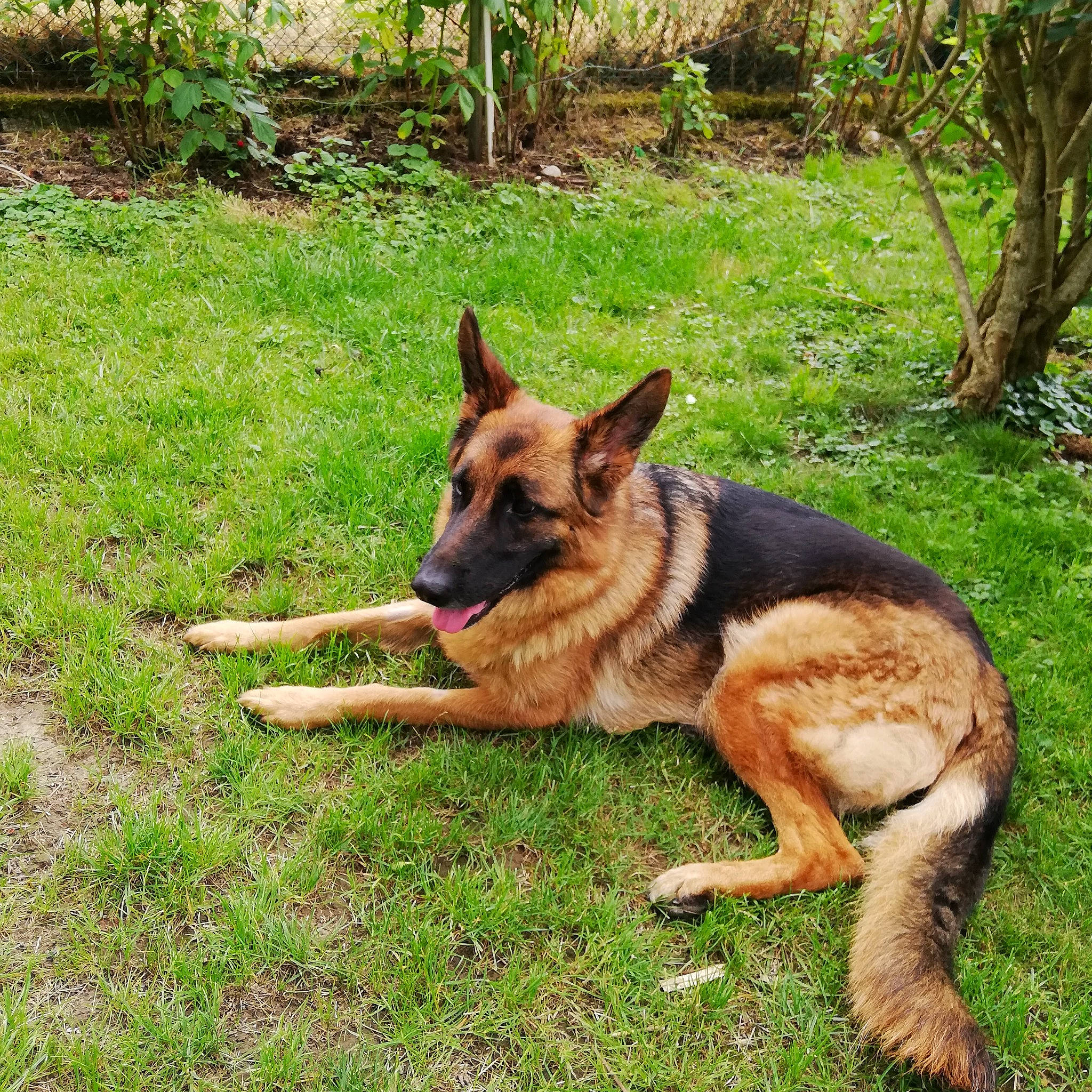 Nina a rejoint le concours — aidez-le/la à gagner de superbes lots ! belgian_shepherd, belgian_shepherd_malinois, canidae, carnivore, dog, dog_breed, east_european_shepherd, fawn, german_shepherd_dog, grass, king_shepherd, kunming_wolfdog, mammal, old_german_shepherd_dog, shiloh_shepherd_dog, vertebrate, working_dog