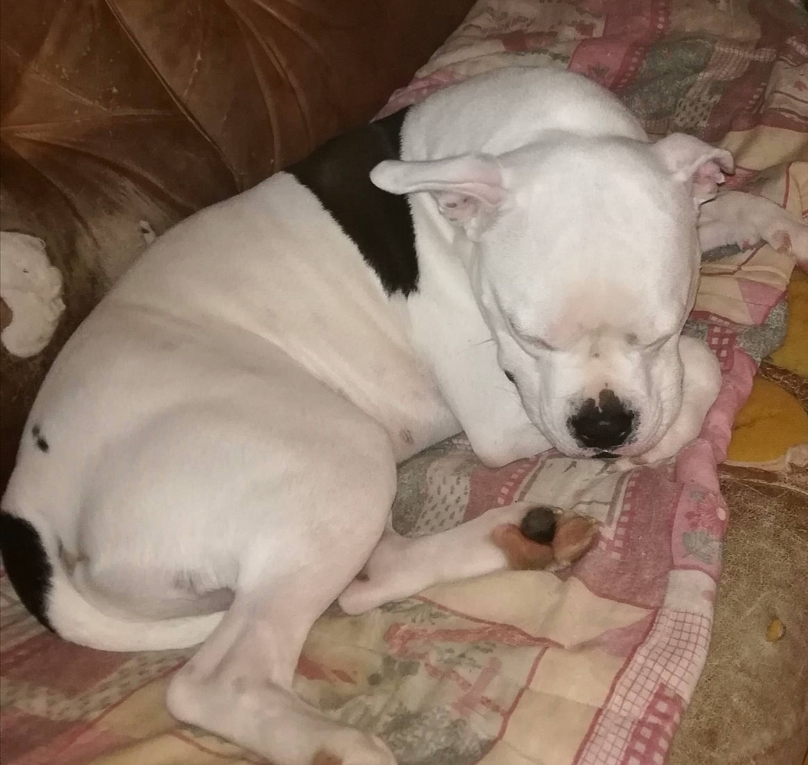 Pablo a rejoint le concours — aidez-le/la à gagner de superbes lots ! bulldog, carnivore, comfort, companion_dog, dog, dog_breed, fawn, felidae, french_bulldog, fur, nap, paw, puppy_love, snout, tail, terrestrial_animal, toy_dog, whiskers, working_animal, wrinkle