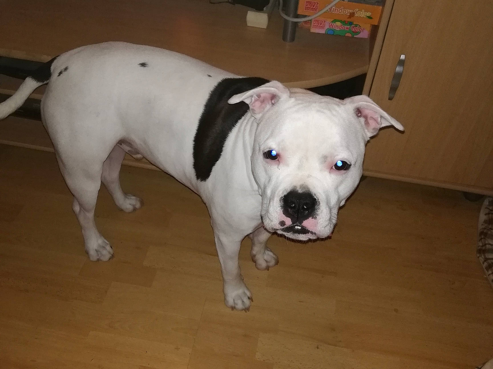 Pablo participe au concours pour gagner de l'argent avec cette photo : canidae, carnivore, collar, companion_dog, dog, dog_breed, dog_collar, dog_supply, dogo_guatemalteco, fawn, flooring, hardwood, molosser, non_sporting_group, pet_supply, snout, sporting_group, tail, working_animal, working_dog