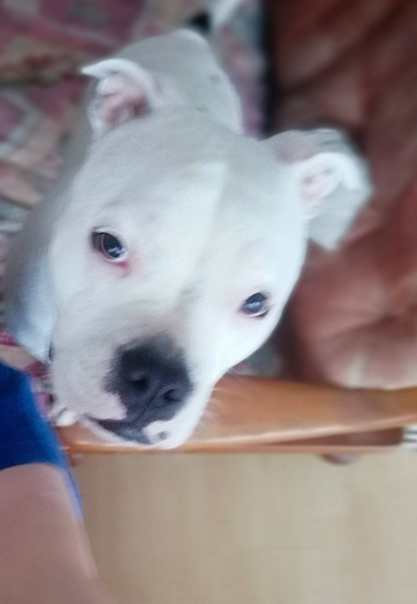 Pablo a rejoint le concours — aidez-le/la à gagner de superbes lots ! canidae, carnivore, collar, companion_dog, cordoba_fighting_dog, dog, dog_breed, dogo_argentino, dogo_guatemalteco, ear, fawn, non_sporting_group, snout, sporting_group, terrestrial_animal, whiskers, working_animal