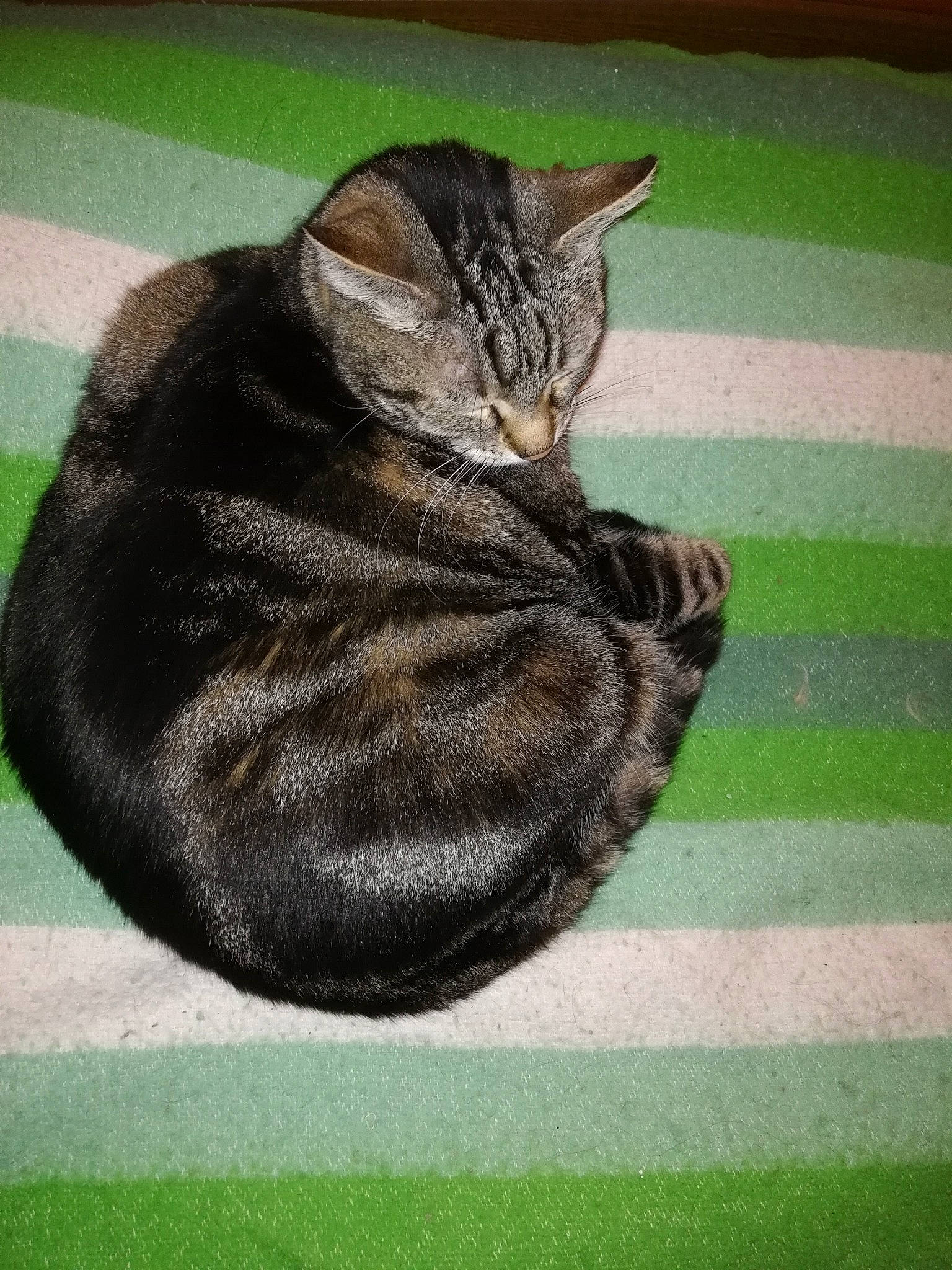 Era participe au concours pour gagner de l'argent avec cette photo : american_shorthair, asian, california_spangled, carnivore, cat, domestic_short_haired_cat, dragon_li, european_shorthair, felidae, fur, kitten, mammal, ocicat, small_to_medium_sized_cats, tabby_cat, tail, toyger, whiskers, wild_cat