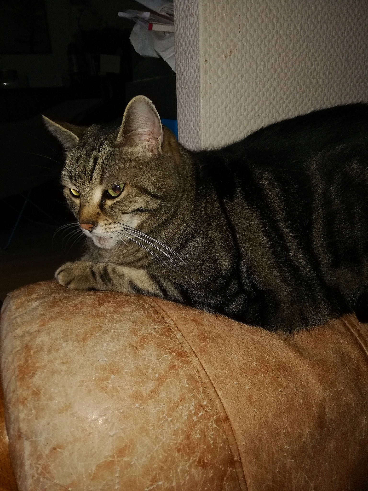 Era a rejoint le concours — aidez-le/la à gagner de superbes lots ! american_shorthair, asian, australian_mist, california_spangled, carnivore, cat, chausie, domestic_short_haired_cat, dragon_li, egyptian_mau, european_shorthair, fawn, felidae, german_rex, mammal, ocicat, pixie_bob, small_to_medium_sized_cats, tabby_cat, whiskers