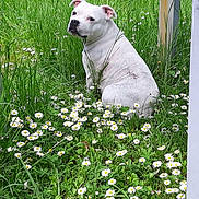 Shanna participe au concours pour gagner de l'argent avec cette photo : dog, white_dog, grass, daisies, flowers, fence, outdoor, nature, greenery, pet, animal, sitting, calm, meadow, spring, summer, plant, leaves, canine, portrait