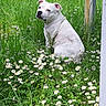 dog, white_dog, grass, daisies, flowers, fence, outdoor, nature, greenery, pet, animal, sitting, calm, meadow, spring, summer, plant, leaves, canine, portrait