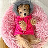 dog, puppy, pink_bed, pink_coat, furry_bed, fluffy, hood, fur, paws, cute, looking_up, lying_on_back, indoor, slippers, tile_floor, small_dog, pet_bed, eyes, portrait, cozy