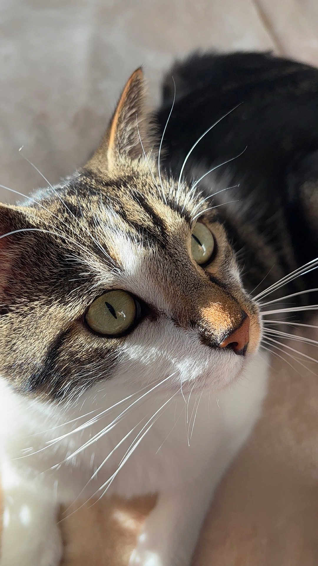 Sky a rejoint le concours — aidez-le/la à gagner de superbes lots ! cat, close_up, whiskers, green_eyes, striped_fur, pet, animal, feline, curious, sunlight, indoor, soft_light, portrait, cute, domestic_cat, mammal, face, fur, focus, relaxed
