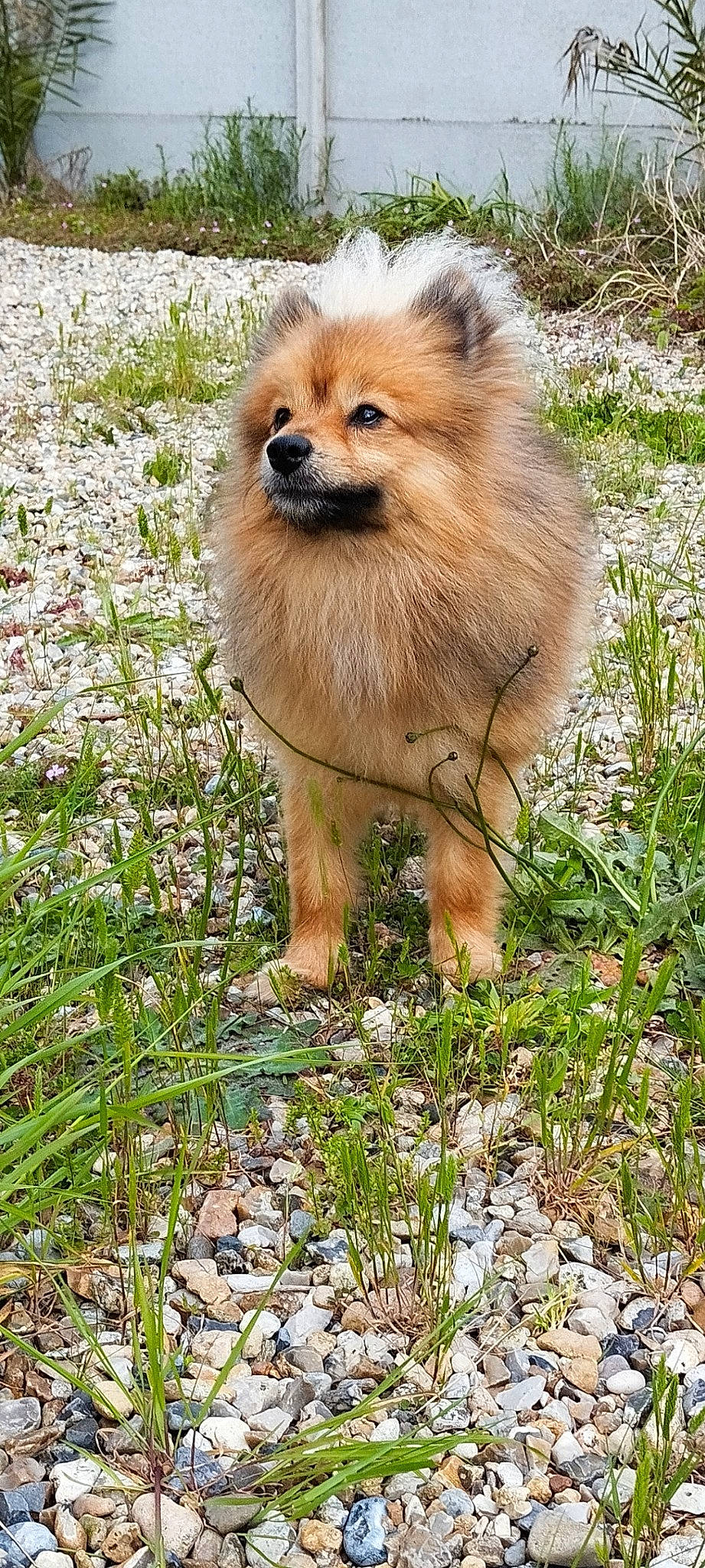 Uston participe au concours pour gagner de l'argent avec cette photo : canidae, carnivore, companion_dog, dog, dog_breed, fawn, fur, german_spitz, german_spitz_klein, german_spitz_mittel, grass, liver, plant, snout, spitz, sporting_group, terrestrial_animal, toy_dog, whiskers, working_animal