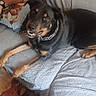 dog, black_dog, tan_markings, couch, couch_cover, pillow, teddy_bear_pillow, person_arm, watch, indoor, home, pet, relaxed, lying_down, friendly, furniture, carpet, living_room, chain_collar, looking_up