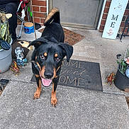 Bandit joined the competition — help win amazing prizes! dog, porch, doormat, concrete, plants, potted_plant, garden_statue, dog_collared, happy_dog, black_dog, brown_dog, outdoor, smiling_dog, home_decor, welcome_mat, brick_wall, door, animal, pet, tongue_out
