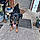 Bandit