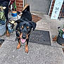dog, porch, doormat, concrete, plants, potted_plant, garden_statue, dog_collared, happy_dog, black_dog, brown_dog, outdoor, smiling_dog, home_decor, welcome_mat, brick_wall, door, animal, pet, tongue_out