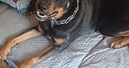 Bandit joined the competition — help win amazing prizes! dog, black_dog, couch, indoor, person, arm, pillow, teddy_bear_pillow, pet, relaxed, friendly, smiling_dog, furniture, home, living_room, chain_collar, animal, domestic_animal, canine, resting