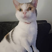 Miss Kitty joined the competition — help win amazing prizes! cat, pet, indoor, feline, white, brown, collar, sitting, couch, furniture, closeup, blurred, animal, whiskers, ears, tail, domestic, mammal, cute, curious