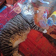 Bella Marie joined the competition — help win amazing prizes! cat, tabby_cat, indoor, rug, patterned_rug, yellow_eyes, curious, decorative_rooster, household_items, furniture_leg, floor, pet, whiskers, paw, relaxed, looking_up, cozy, striped_fur, domestic_cat, animal