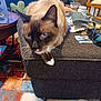 batteries, blue_eyes, brown_cat, cat, close_up, curious, fabric, foot_brace, furniture, household_items, indoor, ottoman, pet, rug, siamese_cat, sunglasses, table, whiskers, white_paw, wooden_chair