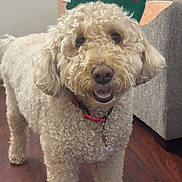 Himari is registered to the contest to win money with this photo: dog, goldendoodle, curly_fur, pet, elf_hat, christmas_hat, collar, tag, smile, happy, indoor, wood_floor, living_room, sofa, fur, portrait, looking_at_camera, cute, accessory, holiday