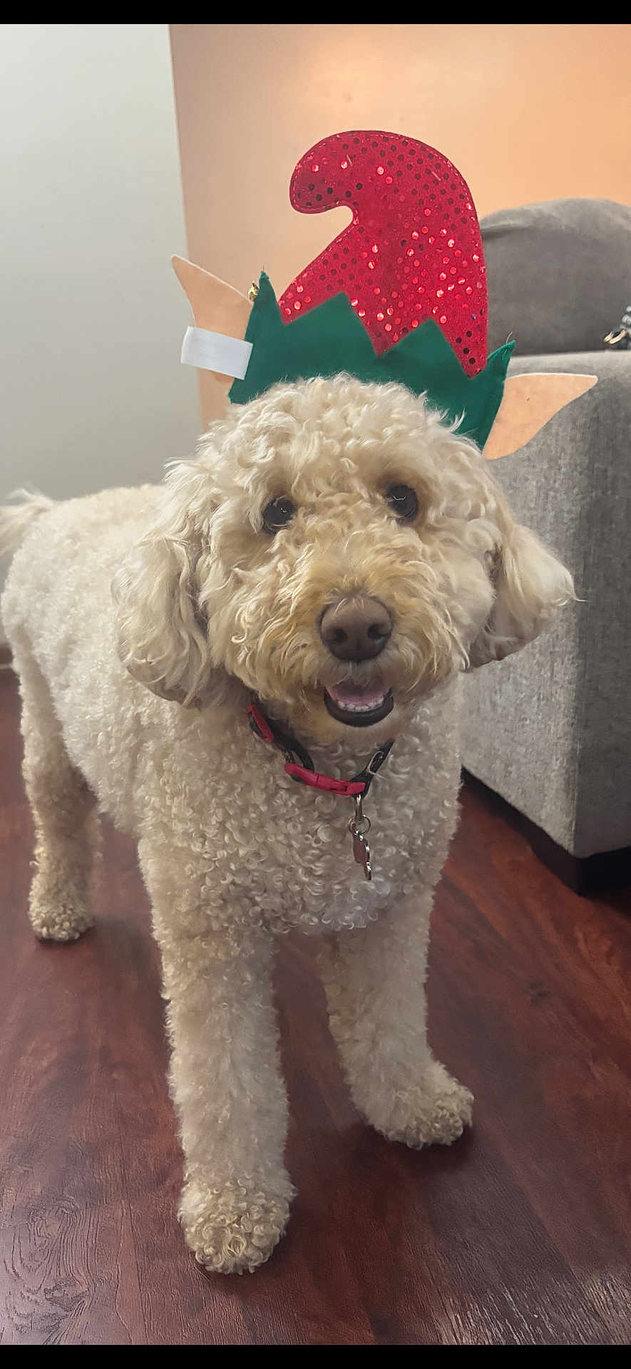 Himari is registered to the contest to win money with this photo: dog, goldendoodle, curly_fur, pet, elf_hat, christmas_hat, collar, tag, smile, happy, indoor, wood_floor, living_room, sofa, fur, portrait, looking_at_camera, cute, accessory, holiday