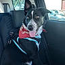 dog, black_and_white, bandana, harness, car_interior, blanket, backseat, window, daylight, pet, tongue_out, alert, sitting, canine, fur, ears_up, domestic_animal, travel, companion, animal