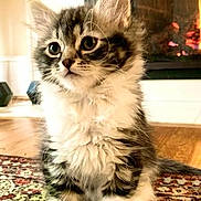 Elvis is registered to the contest to win money with this photo: kitten, cat, fluffy, pet, indoor, carpet, fireplace, curious, cute, young, animal, feline, fur, whiskers, paws, home, cozy, small, sitting, looking