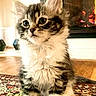 kitten, cat, fluffy, pet, indoor, carpet, fireplace, curious, cute, young, animal, feline, fur, whiskers, paws, home, cozy, small, sitting, looking