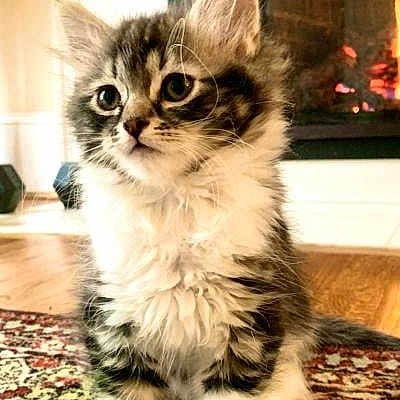 Elvis is registered to the contest to win money with this photo: kitten, cat, fluffy, pet, indoor, carpet, fireplace, curious, cute, young, animal, feline, fur, whiskers, paws, home, cozy, small, sitting, looking