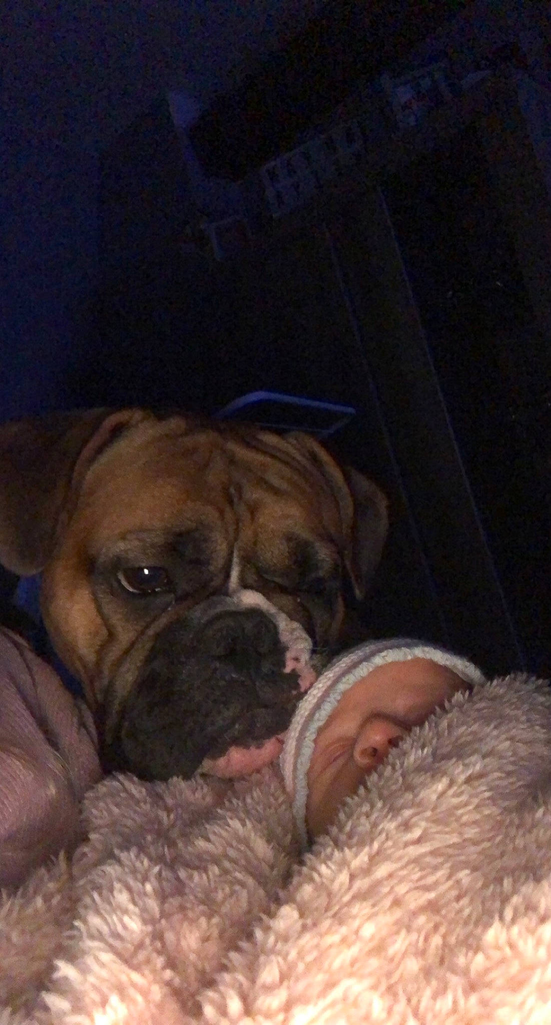 Booba a rejoint le concours — aidez-le/la à gagner de superbes lots ! bored, boxer, canidae, carnivore, comfort, companion_dog, dog, dog_breed, ear, fawn, fur, mammal, puppy_love, snout, sporting_group, terrestrial_animal, toy_dog, whiskers, working_animal, wrinkle