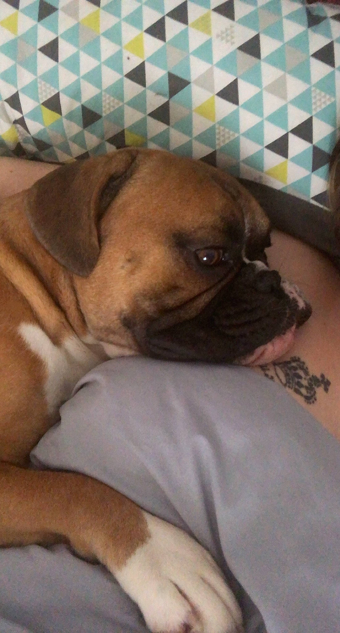 Booba participe au concours pour gagner de l'argent avec cette photo : bored, canidae, carnivore, comfort, companion_dog, dog, dog_breed, fawn, flooring, nap, paw, puppy_love, snout, sporting_group, terrestrial_animal, toy_dog, whiskers, working_animal, working_dog, wrinkle