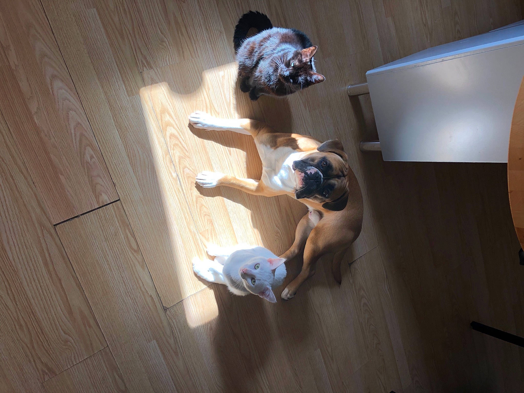 Booba a rejoint le concours — aidez-le/la à gagner de superbes lots ! ceiling, comfort, elbow, floor, flooring, fun, hardwood, human_leg, knee, laminate_flooring, plywood, room, shadow, thigh, varnish, visual_arts, wood, wood_flooring, wood_stain, wrist