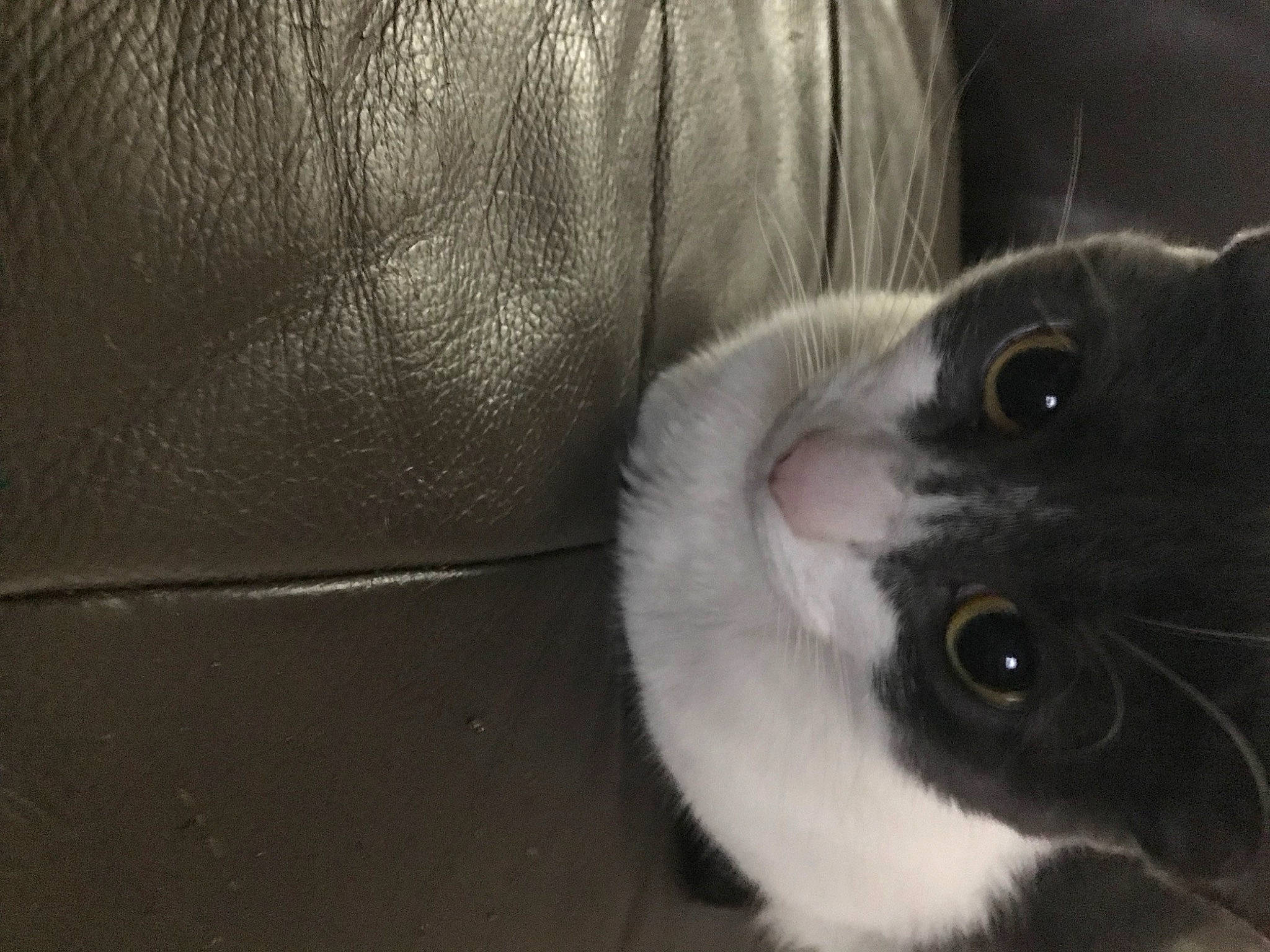 Ethel is registered to the contest to win money with this photo: carnivore, cat, comfort, domestic_short_haired_cat, eye, felidae, fur, paw, small_to_medium_sized_cats, tail, terrestrial_animal, whiskers