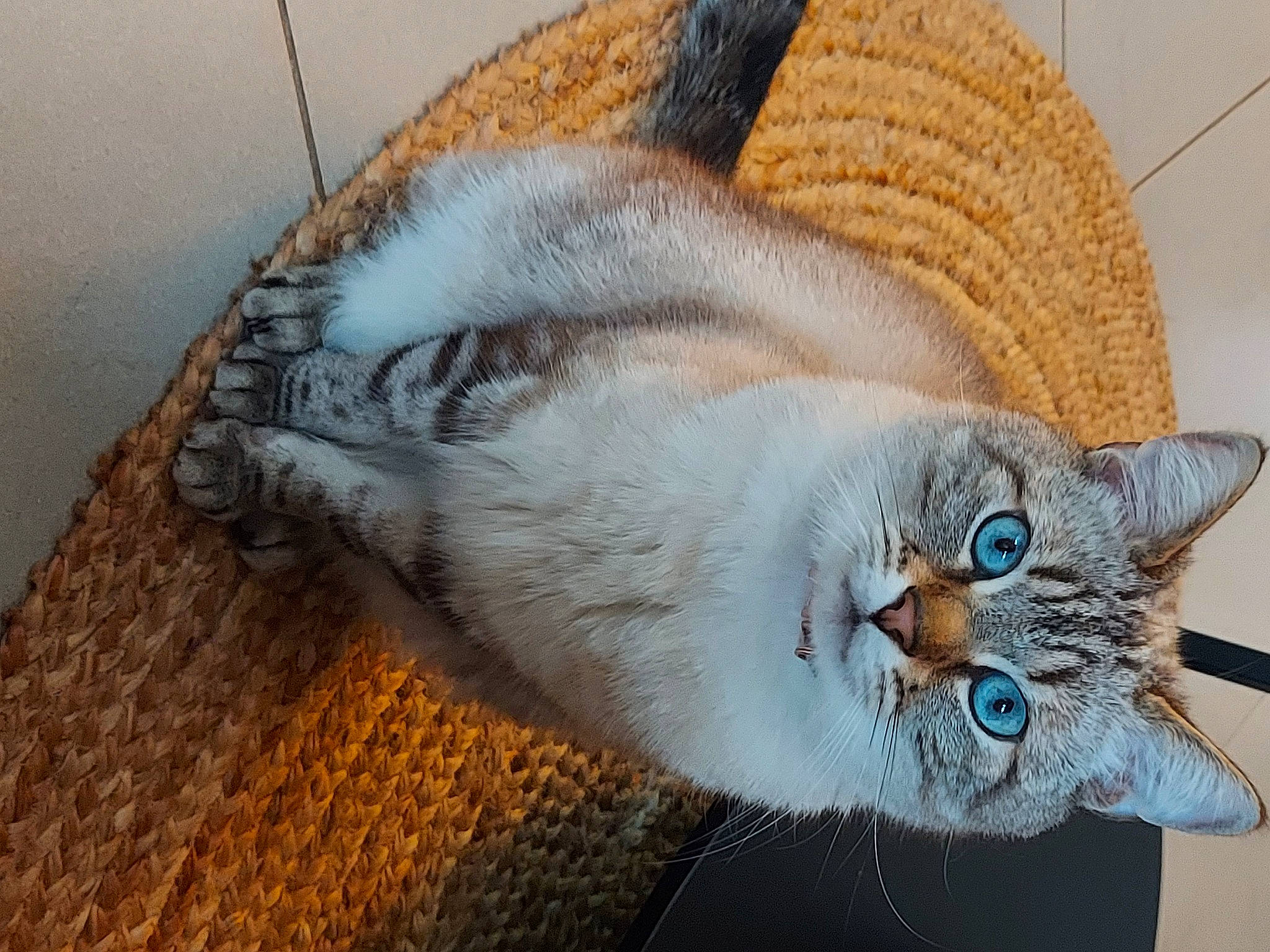 Oléron participe au concours pour gagner de l'argent avec cette photo : carnivore, cat, claw, comfort, domestic_short_haired_cat, door, fawn, felidae, fur, hardwood, small_to_medium_sized_cats, snout, tail, thread, vehicle, whiskers, wildlife, wood, wool, woven_fabric