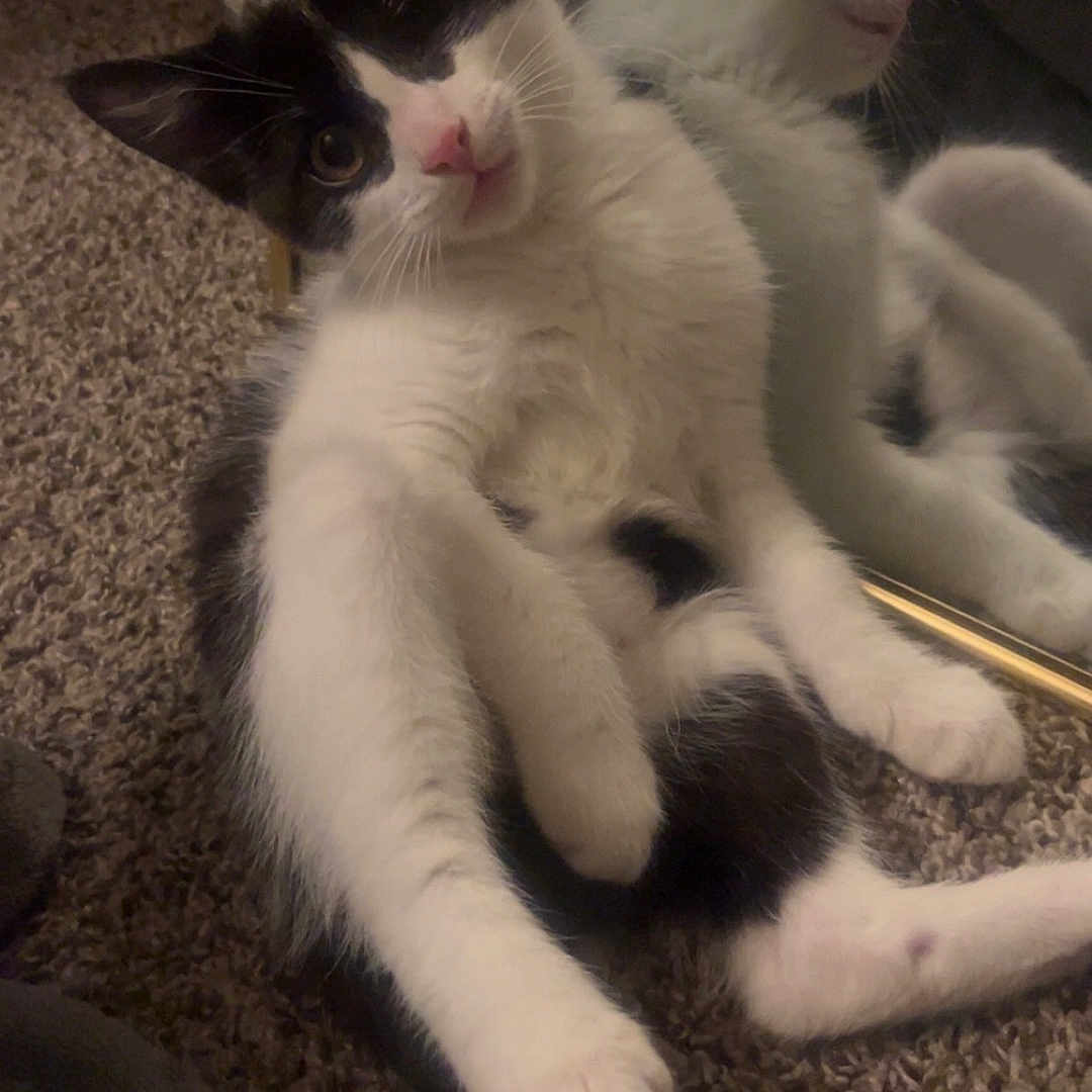 Lila joined the competition — help win amazing prizes! animal, black_and_white, carpet, cat, curious, cute, feline, fur, indoor, kitten, mirror, paw, pet, playful, reflection, relaxing, small, tilted_head, whiskers, young