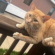 Chungus is registered to the contest to win money with this photo: cat, ginger_cat, wooden_railing, outdoor, pet, animal, curious, fur, whiskers, tail, ears, suburban, house, garage, driveway, greenery, daylight, resting, balcony, feline