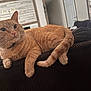 cat, orange_cat, tabby, pet, feline, indoor, couch, furniture, living_room, window, door, blinds, home_decor, relaxed, fur, whiskers, paw, tail, collar, resting