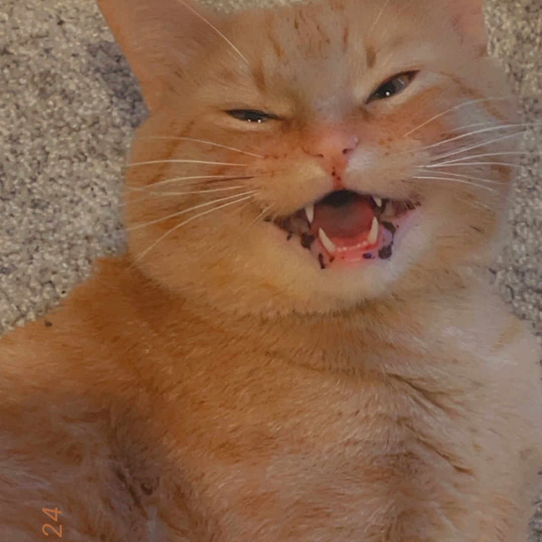 Chungus joined the competition — help win amazing prizes! animal, carpet, cat, closeup, cute, domestic_cat, expression, face, feline, funny, fur, indoor, mouth_open, orange_tabby, pet, playful, portrait, relaxed, teeth, whiskers