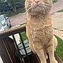 cat, orange_tabby, pet, animal, outdoor, wooden_railing, suburban, curious, feline, whiskers, ears, street, car, greenery, cloudy_sky, sidewalk, fur, paws, daylight, nature