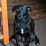 Jazmine Lynn is registered to the contest to win money with this photo: dog, black_dog, pet, indoor, carpet, wooden_furniture, wheel, sitting, animal, canine, domestic_animal, fur, white_patch, paw, looking, calm, floor, household, companion, cute