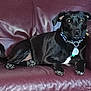 Jazmine Lynn joined the competition — help win amazing prizes! dog, black_dog, collar, tags, leather_couch, maroon_couch, indoor, pet, animal, canine, paw, tail, relaxed, seated, fur, domestic_animal, household, comfort, resting, curled_tail