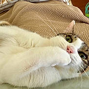 Tilly is registered to the contest to win money with this photo: animal, blanket, cat, close_up, cozy, curious, cute, domestic, feline, fur, green_eyes, indoor, lying_down, paw, pet, pink_nose, relaxed, tabby, whiskers, white_fur