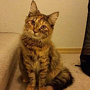 Tora is registered to the contest to win money with this photo: big_eyes, carpet, cat, curious, domestic_animal, ears, feline, fluffy_tail, fur, home_interior, indoor, paws, pet, portrait, sitting, soft_lighting, stairs, tabby_cat, wall, whiskers