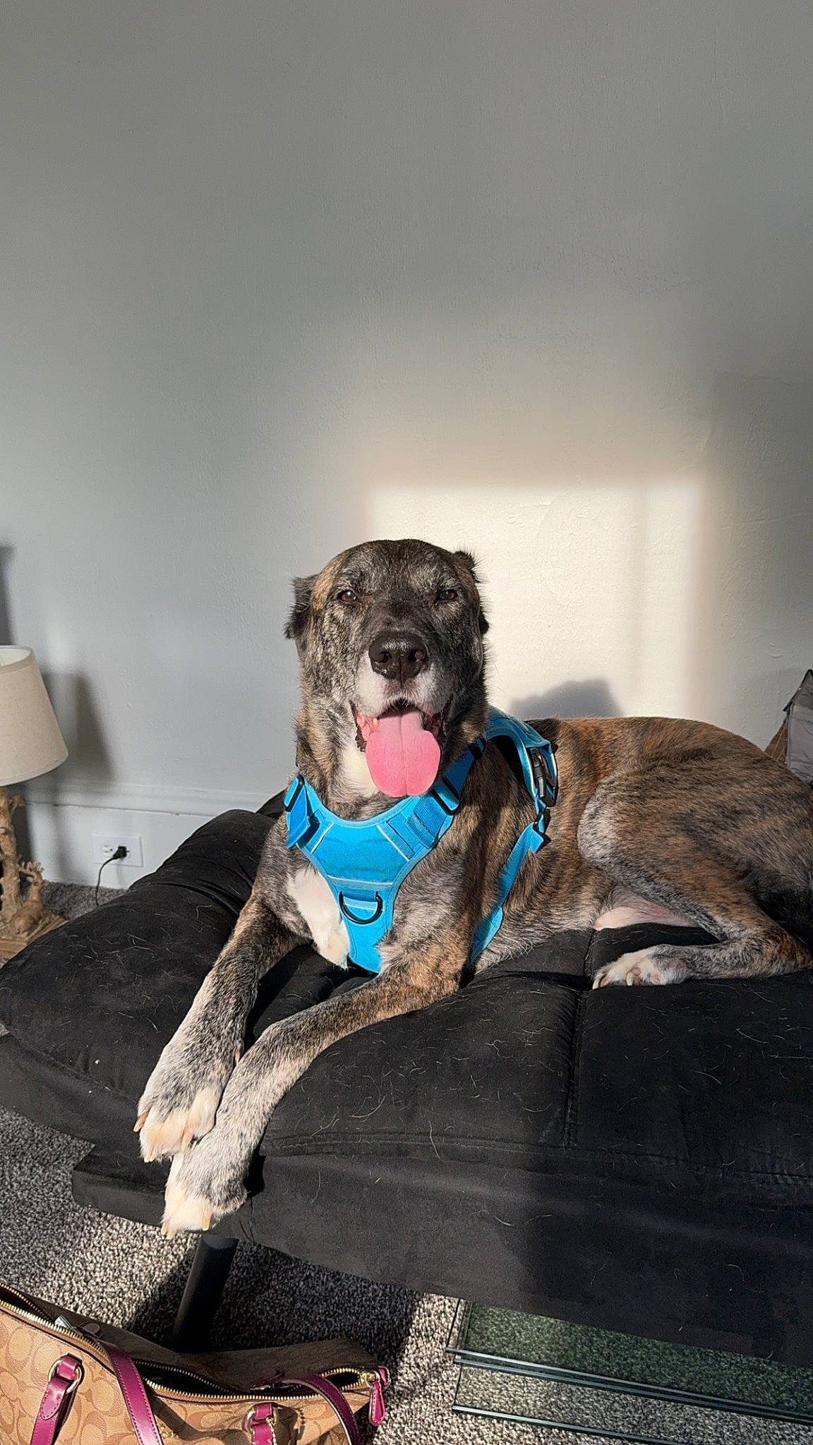 Chase joined the competition — help win amazing prizes! canidae, carnivore, comfort, companion_dog, couch, dog, dog_breed, dog_supply, fawn, fur, grey, lamp, lampshade, liver, paper_towel, puppy, snout, sporting_group, toy_dog, working_animal