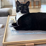 Georgey is registered to the contest to win money with this photo: black_and_white, blurred_background, cat, close_up, cozy, curious, domestic, eyes, feline, furniture, home, household, indoor, lounging, pet, relaxed, sitting, table, whiskers, wooden_frame
