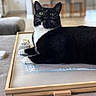 black_and_white, blurred_background, cat, close_up, cozy, curious, domestic, eyes, feline, furniture, home, household, indoor, lounging, pet, relaxed, sitting, table, whiskers, wooden_frame