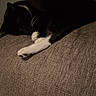 Georgey is registered to the contest to win money with this photo: animal, black_and_white, cat, couch, cozy, domestic_animal, feline, fur, home, indoor, night, paws, pet, quiet, relaxation, resting, sleeping, soft, texture, whiskers