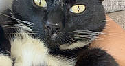 Georgey joined the competition — help win amazing prizes! animal, black_and_white, cat, close_up, couch, cozy, cute, domestic_cat, fur, furniture, indoor, paw, person_arm, pet, portrait, relaxing, resting, tuxedo_cat, whiskers, yellow_eyes