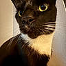 Georgey is registered to the contest to win money with this photo: animal, black_and_white, cat, close_up, closeup, curious, cute, domestic_cat, face, feline, fur, indoor, looking_away, mammal, pet, portrait, tuxedo_cat, wall, whiskers, yellow_eyes