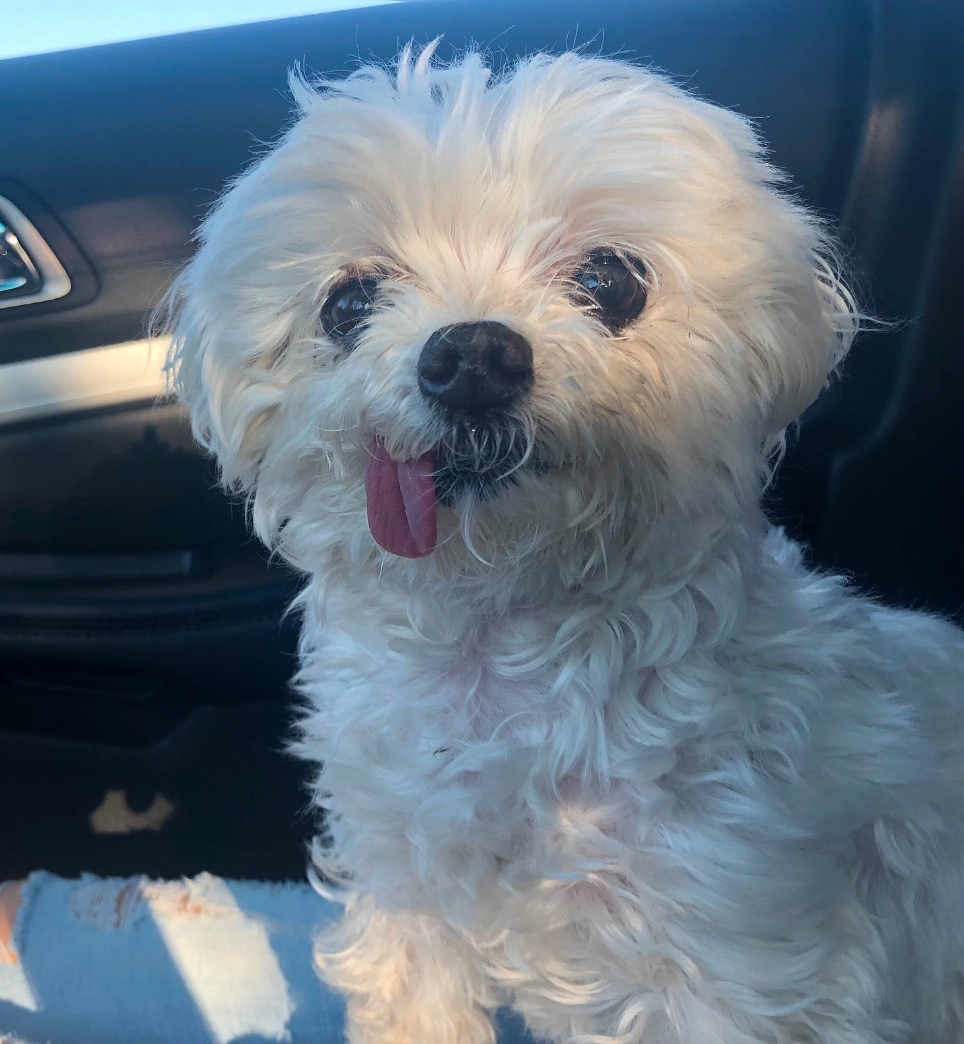 Itty Bitty is registered to the contest to win money with this photo: automotive_lighting, automotive_mirror, automotive_tire, canidae, carnivore, companion_dog, dog, dog_breed, eye, fender, fur, hood, maltepoo, small_terrier, snout, sporting_group, terrier, toy_dog, water_dog, working_animal