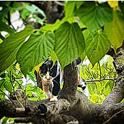Lisca participe au concours pour gagner de l'argent avec cette photo : cat, calico_cat, tree, branches, green_leaves, nature, outdoor, animal, wildlife, foliage, climbing, pet, curious, mammal, branch, tree_bark, daylight, closeup, leaf, forest